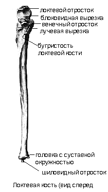 Ладьевидная ямка у мужчин где находится картинка