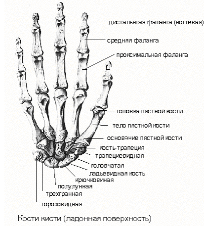 Скелет руки схема