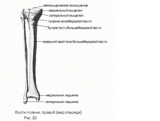 С какими костями соединяется бедренная кость. Мыщелок большеберцовой кости. Соединение костей голени. Большеберцовая кость без подписей. Выступ малоберцовой кости.