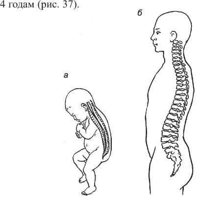 Изгибы позвоночника формируются. Изгибы позвоночника у новорожденного. Физиологические изгибы позвоночника у детей. Физиологические изгибы позвоночника формируются. Афо костно-мышечной системы у детей скелет.