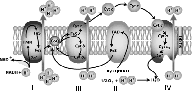 Дыхательная цепь. Дыхательная цепь биохимия Северин. Строение дыхательной цепи митохондрий. Цитохром а3 в дыхательной цепи. Полярограмма дыхательной цепи митохондрий.