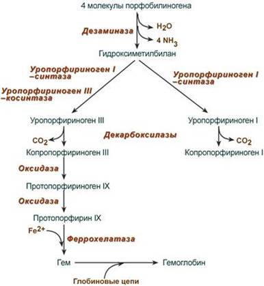 Синтез гему. Схему синтеза гема из порфобилиногена. Схема реакций синтеза гема. Общая схема синтеза гема. Синтез гема схема.