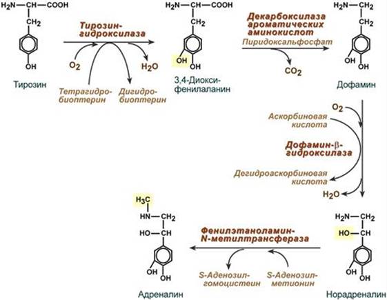 Адреналин какая секреция. Схема синтеза катехоламинов. Реакции синтеза катехоламинов. Синтез гормонов надпочечников схема. Синтез адреналина из норадреналина биохимия.