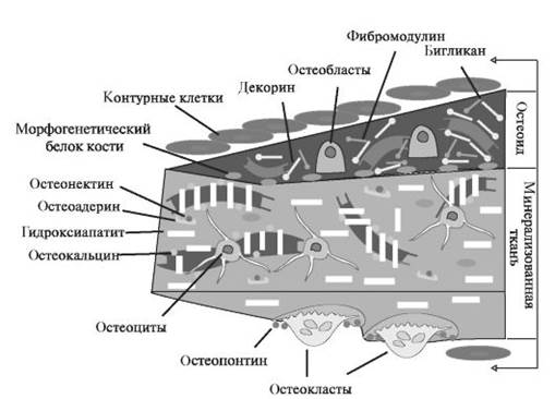 Доклад: Белок остеопонтина