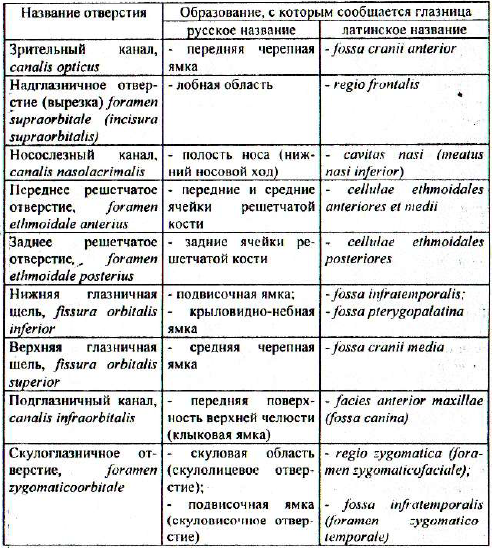 Каналы височной кости и их содержимое. Каналы височной …