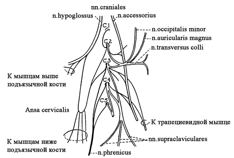 Шейное сплетение схема на русском