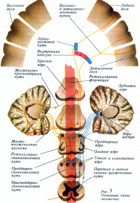Задние столбы спинного. Экстрапирамидный путь неврология схема. Пирамидные и экстрапирамидные пути анатомия. Пирамидные пути внутренней капсулы. Анатомия экстрапирамидной системы.
