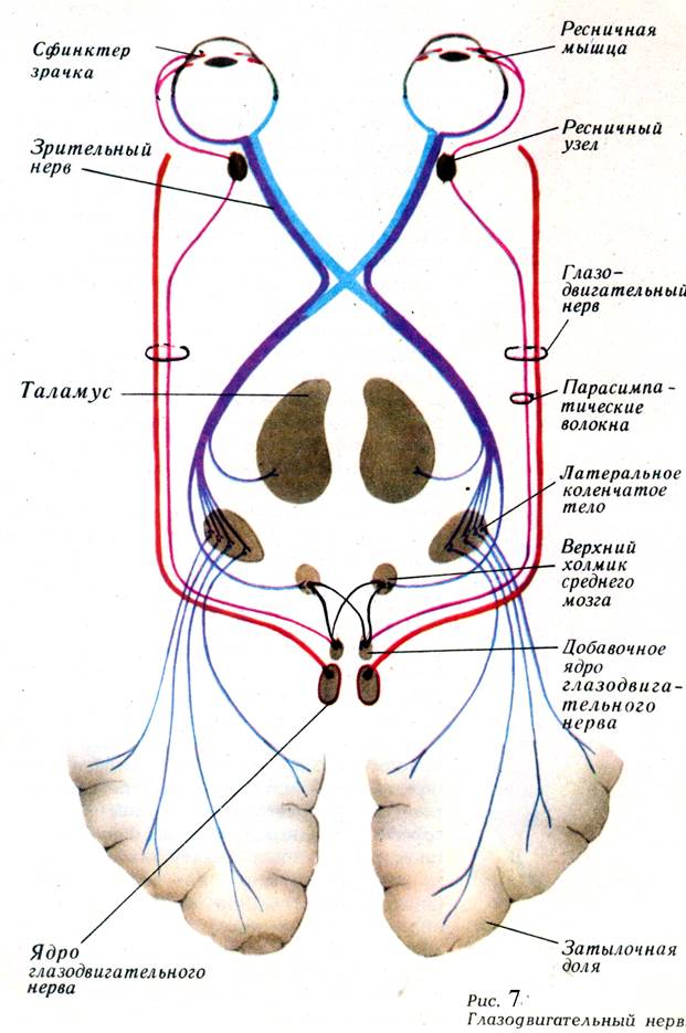 Ход глазодвигательного нерва схема