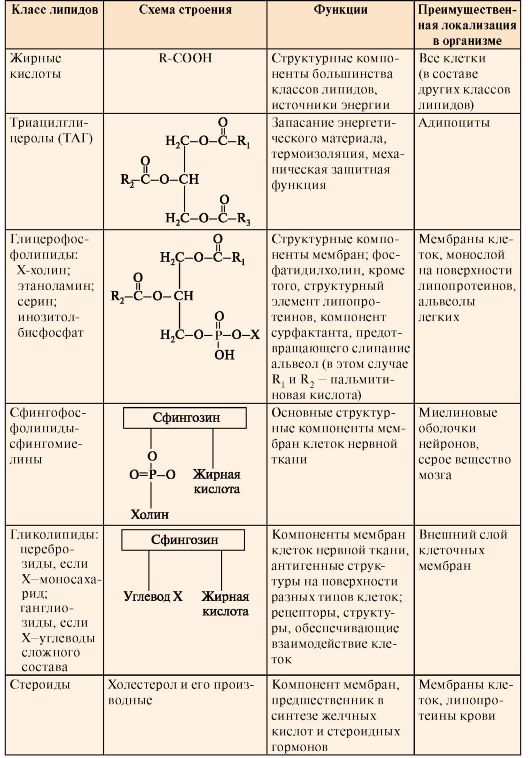 Установите соответствие углевод функция. Структура, классификация, функции липидов. Таблица органические вещества общая характеристика липиды. Химическое строение и функции липидов. Липиды классификация состав и функции.
