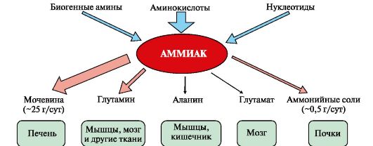 Основные этапы метаболизма аммиака в организме. Основные этапы метаболизма аммиака в организме схема. Этапы метаболизма аммиака в организме схема. Метаболизм аммиака в организме схема.