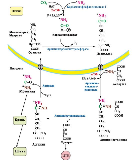 Орнитиновый цикл биохимия схема