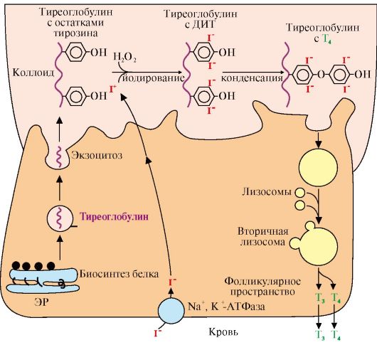 Синтез гормонов щитовидной железы схема