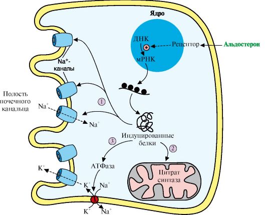 Механизм действия альдостерона схема