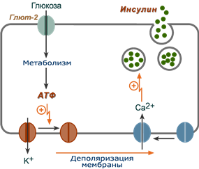 Схема биосинтеза инсулина