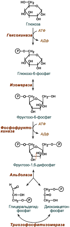 Активация глюкозы с затратой атф. Схема гликолиза биохимия. Первый этап гликолиза. Гликолиз 11 реакций биохимия. Фосфорилирование фруктозо-6-фосфата.