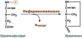 Схема образования креатинина