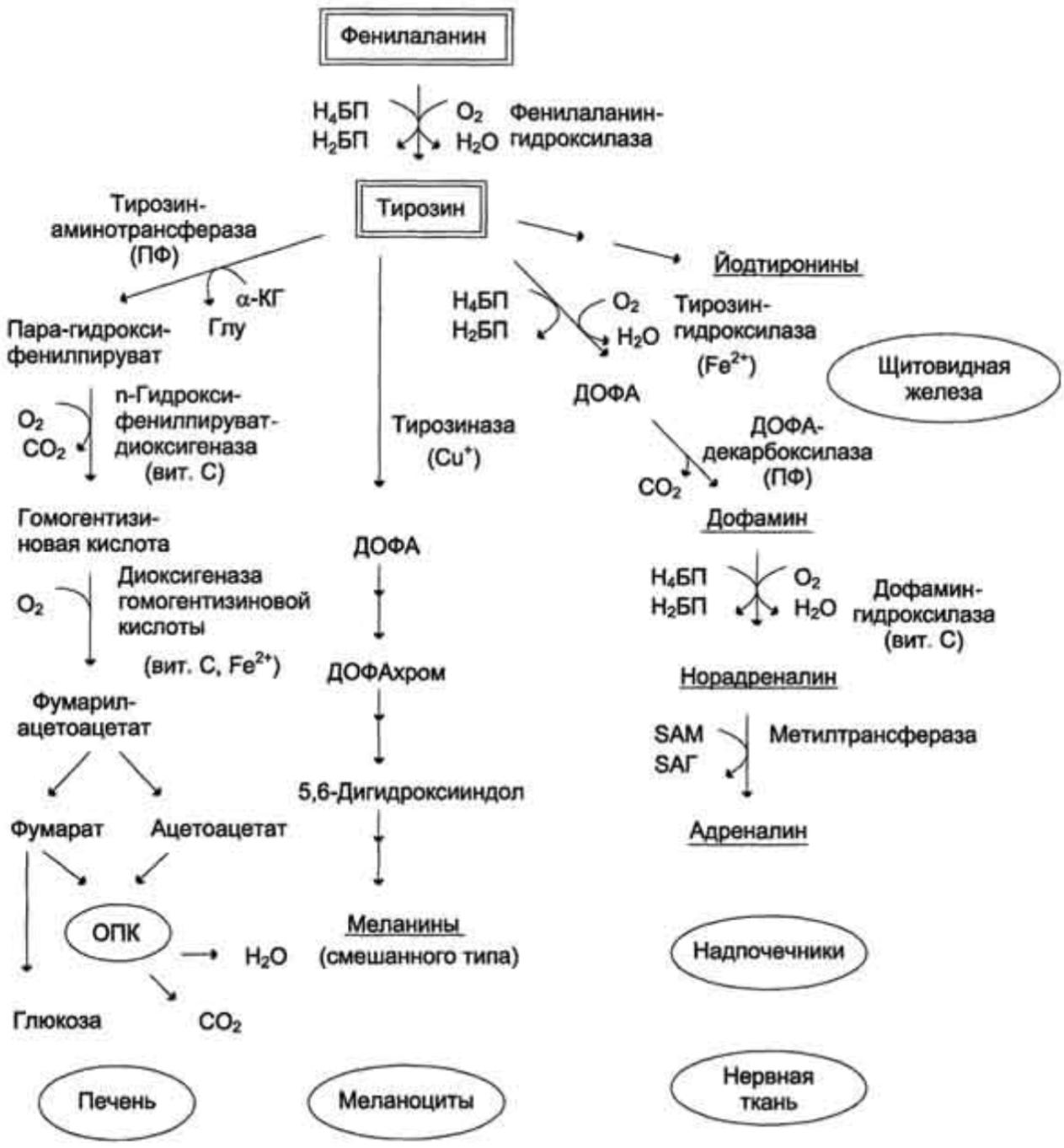 Обмен белков в печени. Пути превращения фенилаланина и тирозина. Схема метаболизма тирозина. Основные катаболические превращения фенилаланина и тирозина. Метаболизм фенилаланина и тирозина.