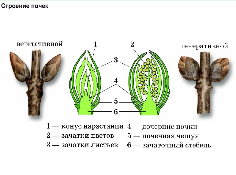 Вегетативные и генеративные побеги