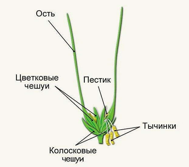 Цветок злаковых строение рисунок