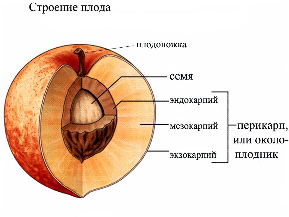 Ядра косточковых плодов