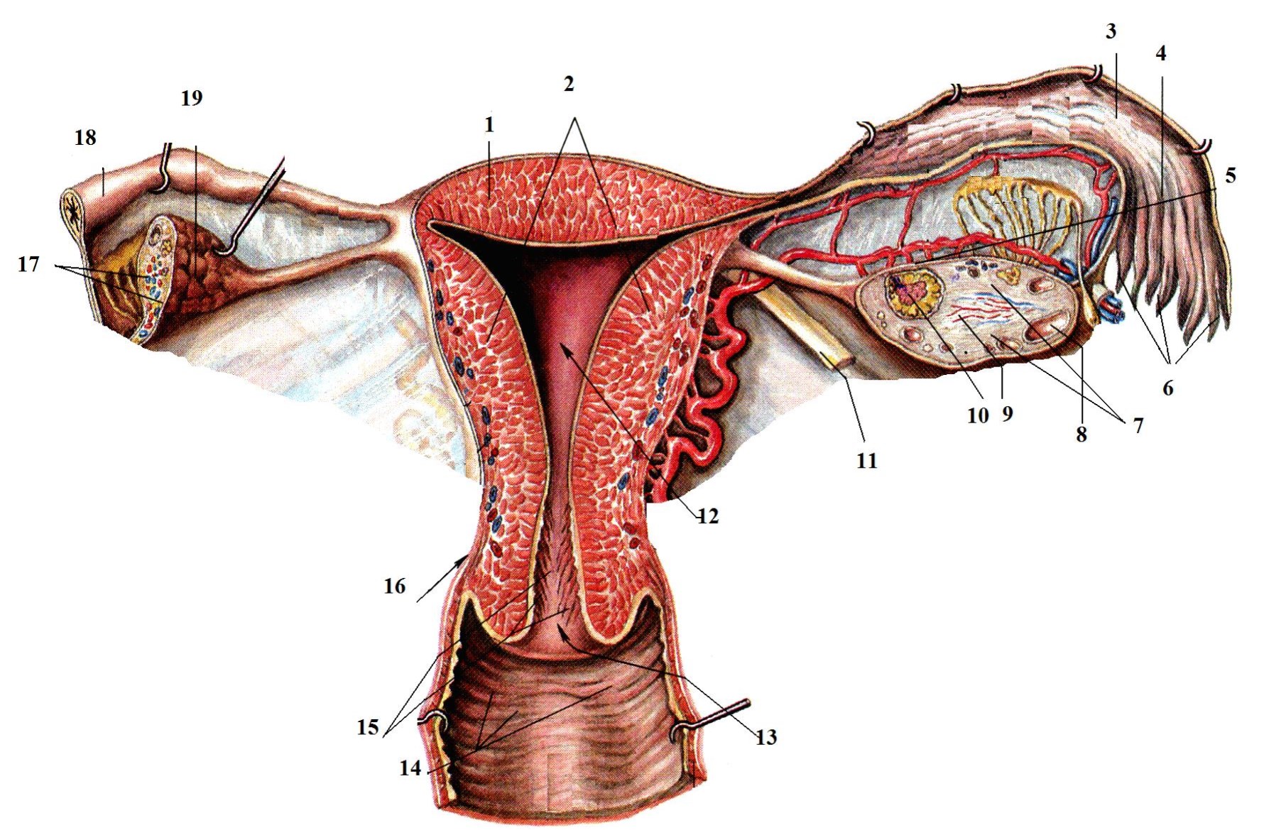 внутреннее строение женских органов фото