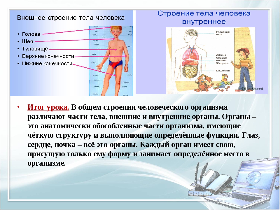 Общий обзор. Общий обзор организма. Общий обзор организма человека презентация. Общий обзор организма 8 класс. Общее строение тела человека.