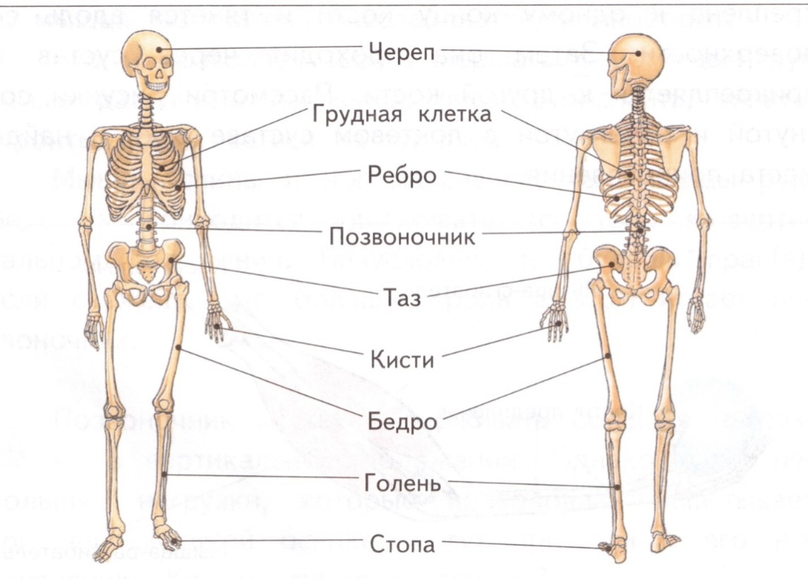 Части тела и внутренние органы человека рисунок 4 класс