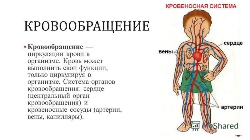 Презентация 4 класс система кровообращения 4 класс