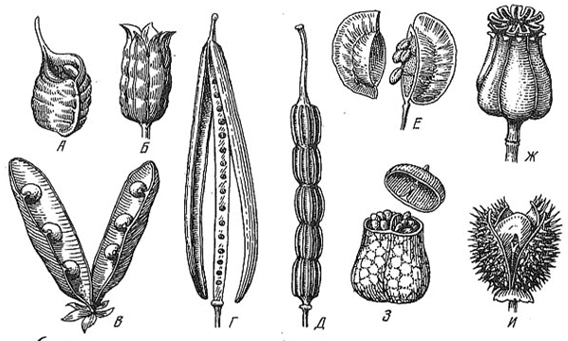 Схема плода стручок