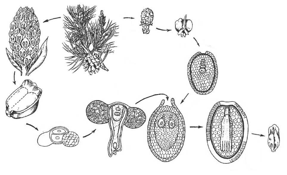 Соотнеси название стадий жизненного цикла сосны с изображением