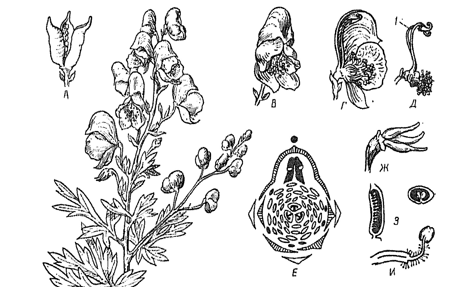 Диаграмма цветка аконита Северного
