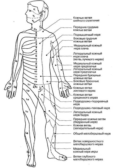 Схема сегментарной иннервации тела человека
