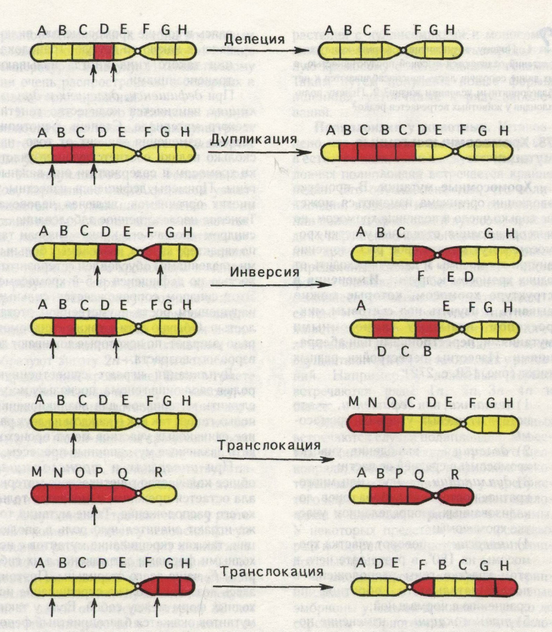 Какие виды хромосомных мутаций изображены на рисунке