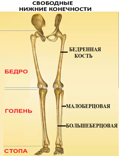 Какие вещества придают костям. Упругость костям скелета человека придают. Классификация костей нижних конечностей. Кости нижней конечностичто придает упрогисьь клсти. Почему кости упругие.