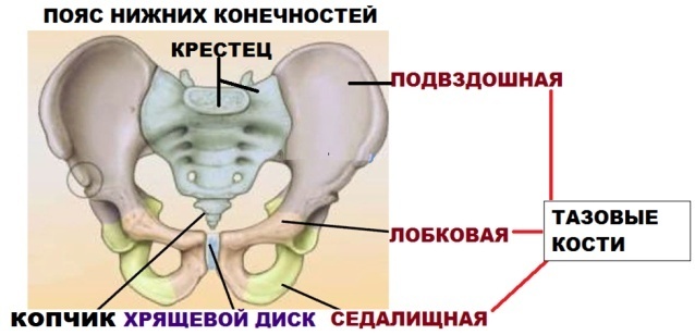 Признаки скелета. Причины появления особенностей скелета человека таз.