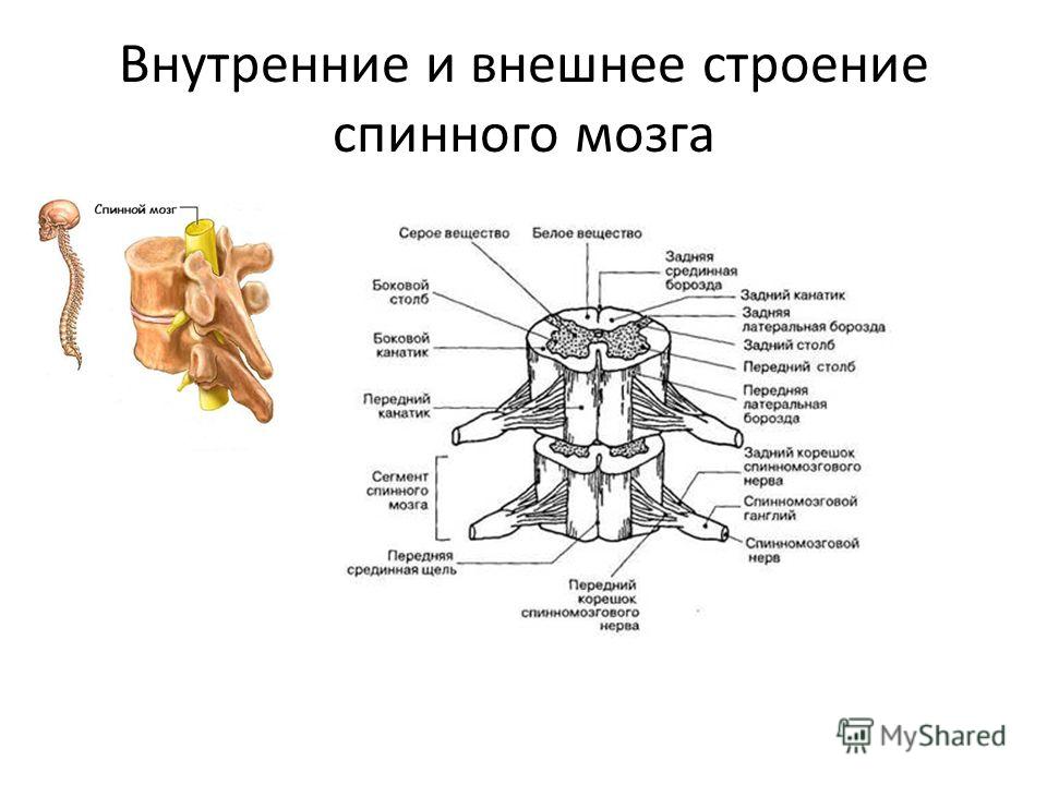 Расположение отделов спинного мозга. Наружное и внутреннее строение спинного мозга. Внешнее строение спинного мозга анатомия. Внешнее и внутренне строение спинного мозга. Схема внутреннего строения спинного мозга.