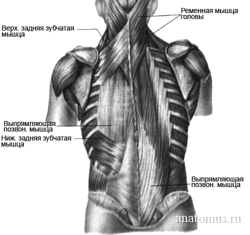 Задняя зубчатая мышца. Верхняя задняя зубчатая мышца упражнения. Ременная мышца спины. Зубчатые мышцы спины анатомия. Глубокие мышцы спины ременные мышцы.