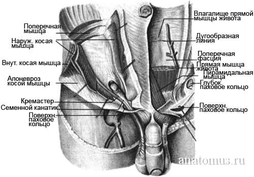Анатомия мужчины паховая область в картинках