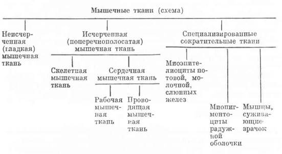 Схема тканей. Схема классификации мышечной ткани. Типа мышечной ткани схемы. Классификация мышечных тканей по строению. Классификация мышечной ткани гистология.