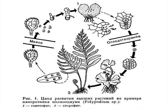 Жизненный цикл папоротника рисунок