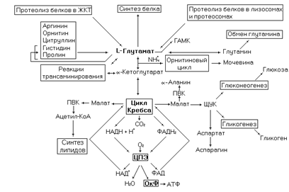 Общая схема синтеза заменимых аминокислот