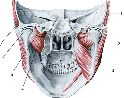 Мышцы челюсти. Крыловидные мышцы челюсти анатомия. Латеральная крыловидная мышца челюсти. Медиальная крыловидная мышца челюсти. Мышцы нижней челюсти анатомия.