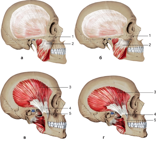 Жевательная мышца фото