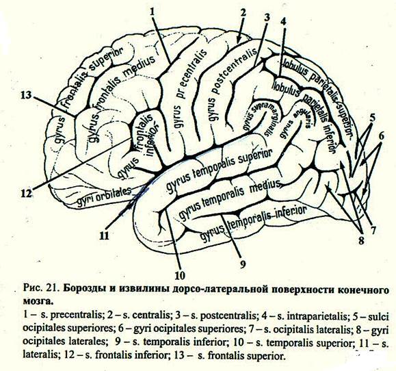 Схема борозд и извилин плаща собаки