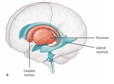 Схема базальных ядер и боковых желудочков