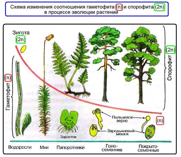 Цикл развития покрытосеменных растений схема