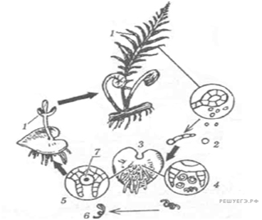 Размножение гаплоидными спорами. Цикл развития папоротника гаплоидные стадии. Гаплоидные стадии развития папоротника. Цикл развития папоротника онтогенез. Гаплоидные стадии развития плауна назовите.