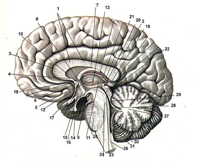 Головной мозг сагиттальный разрез рисунок с обозначениями