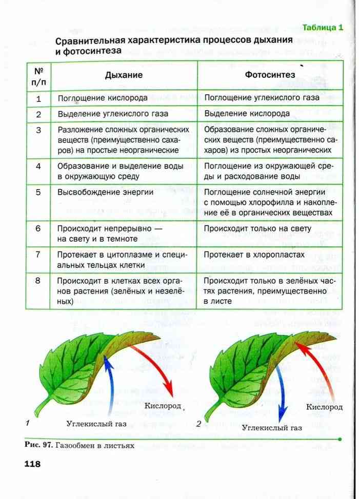 Взаимосвязь дыхания и фотосинтеза таблица