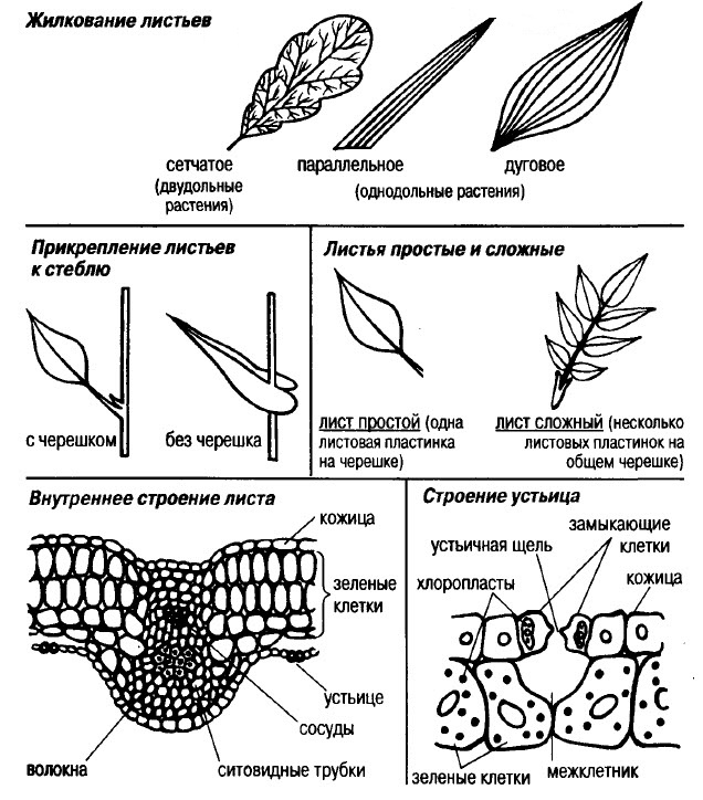 Строение листовой пластинки рисунок с обозначением